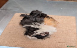 Guinea Pig rodents for sale: Longhaired Guinea Pigs- 2 sows, 1 boar - Image 4