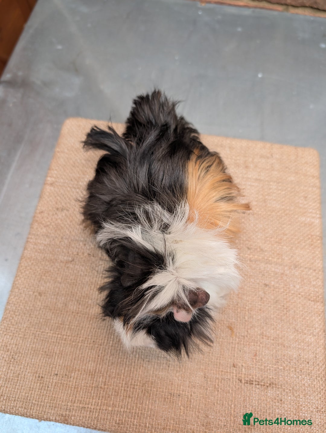 Guinea Pig rodents for sale: Longhaired Guinea Pigs- 2 sows, 1 boar - Image 4