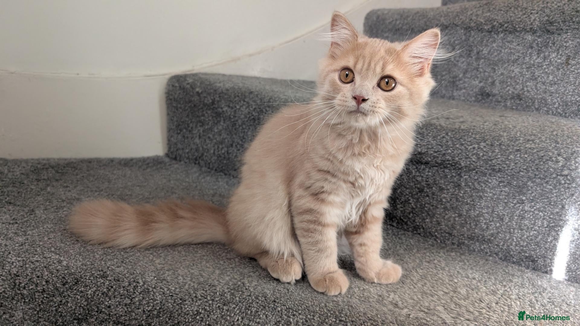 British Longhair cats Last GCCF reg British longhair kitten ready now - Advert 2
