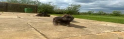German Shepherd dogs for sale: Stunning German Shepherd puppies for sale  in Templecombe - Advert 15