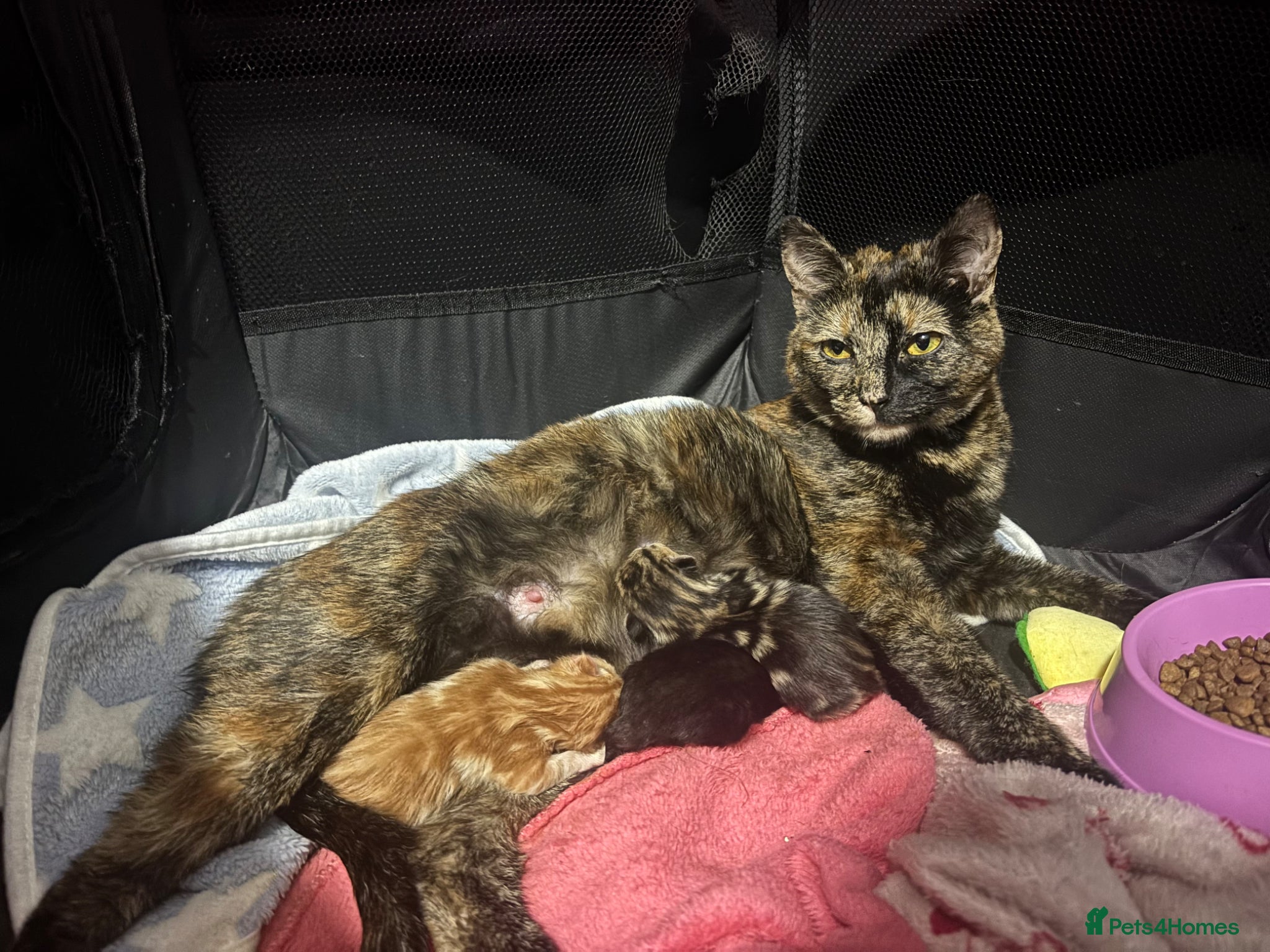 Mixed Breed cats 3 beautiful kittens  - Advert 1