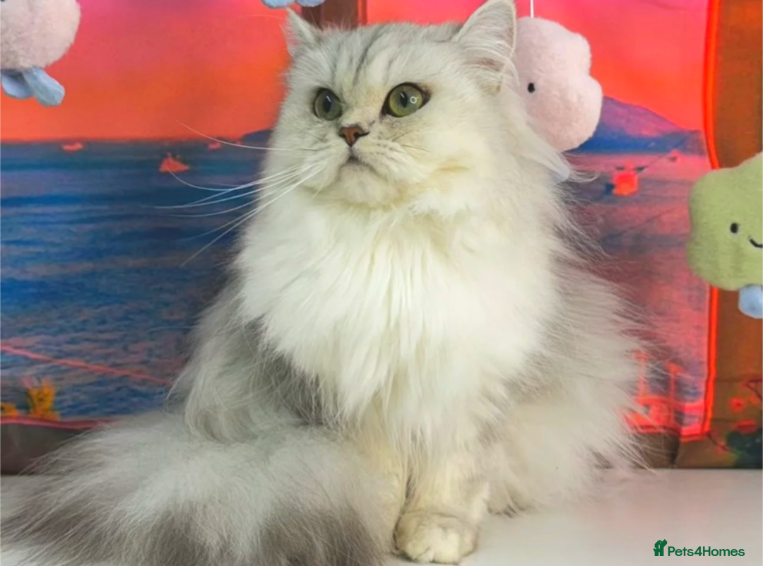 Ragdoll cats for sale: Blue bicolour point perdoll kitten for sale - Advert 6