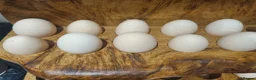 Chickens poultry for sale: Mixed Giant Brahma Hatching Eggs - Advert 9