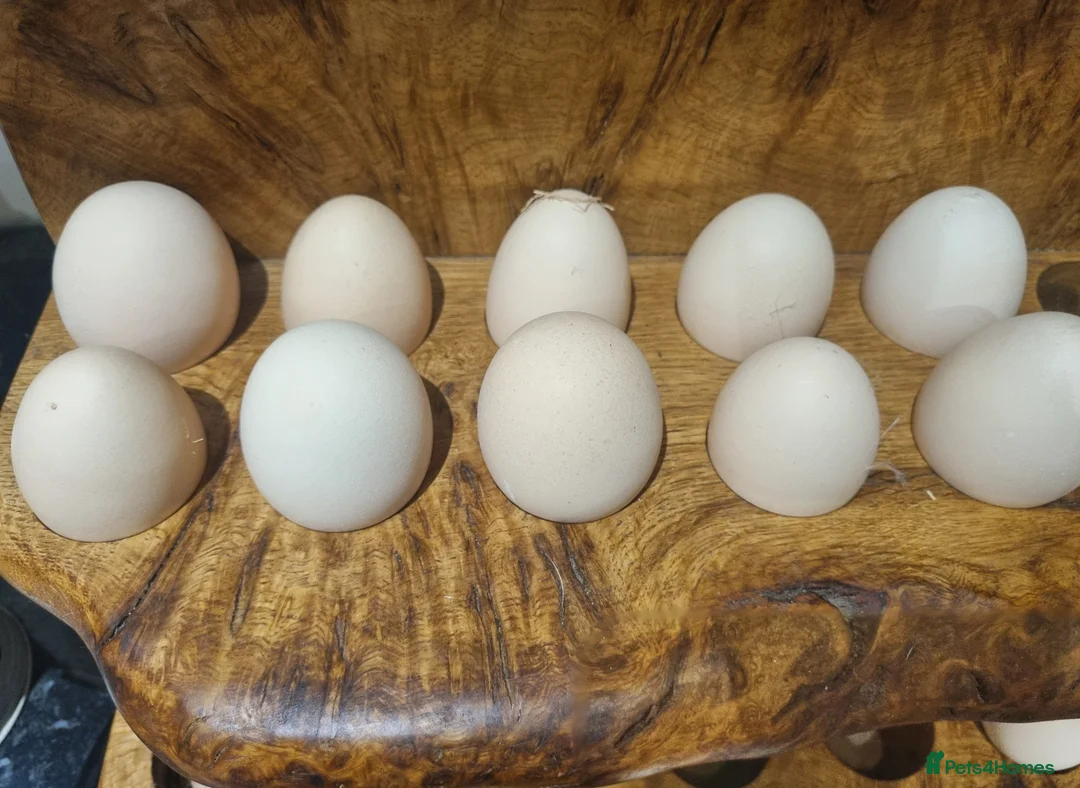 Chickens poultry for sale: Mixed Giant Brahma Hatching Eggs - Advert 9