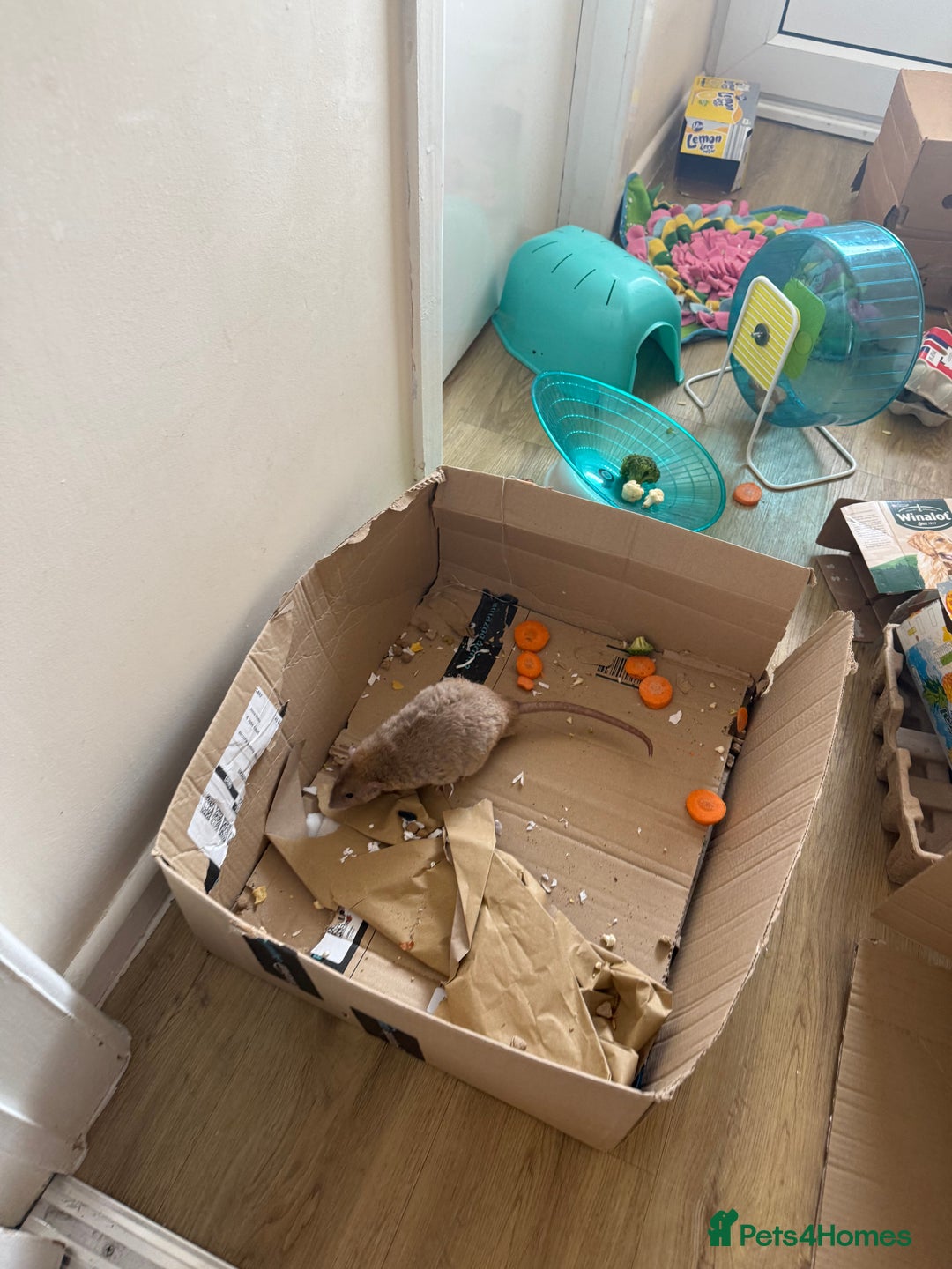 Rat rodents for sale: 3 male rats and massive amount of accessories  - Image 29