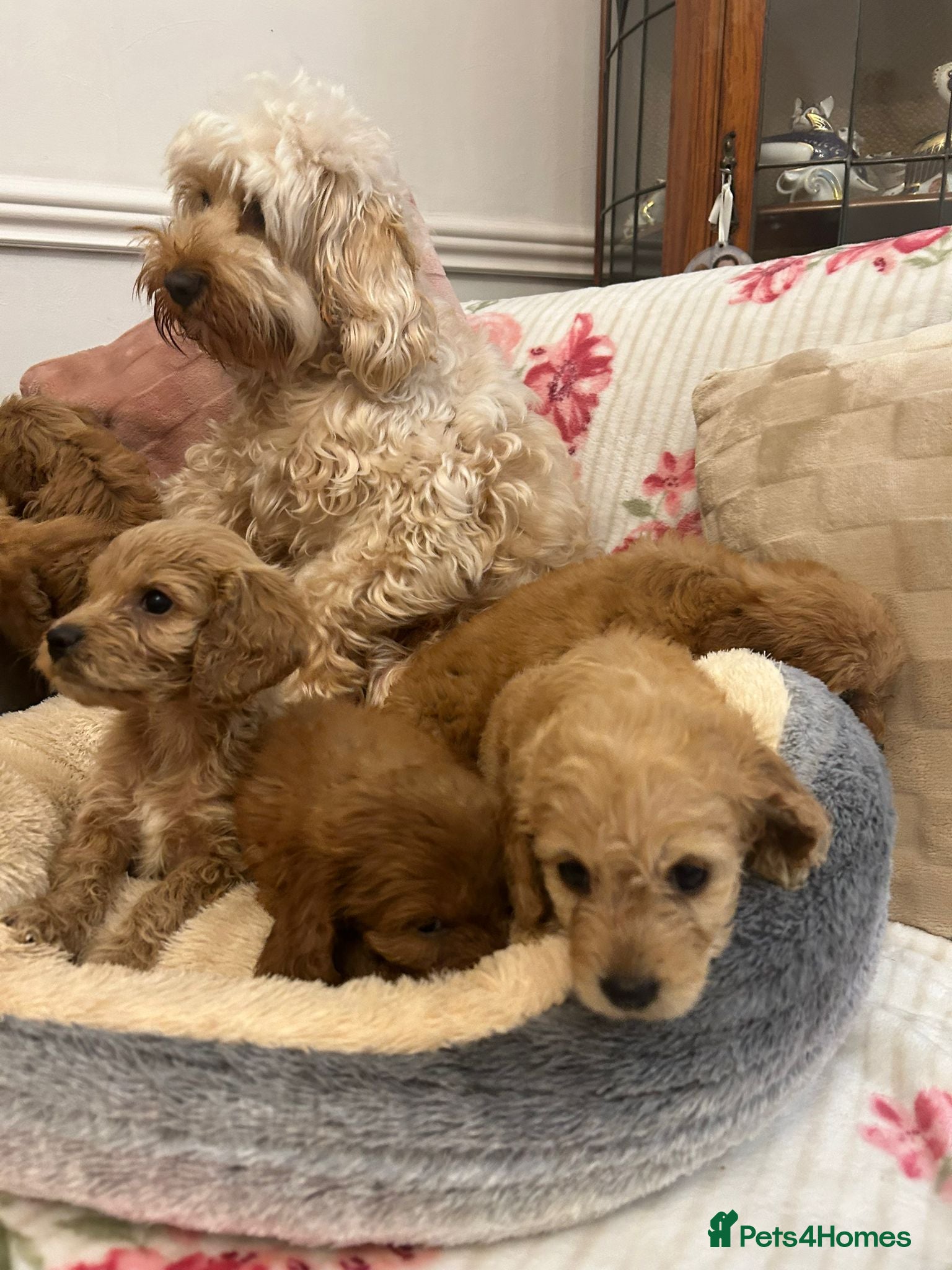 Cockapoo dogs for sale: Adorable cockapoo puppies - Advert 8