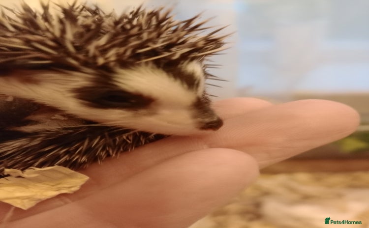 Pygmy Hedgehog rodents - Advert 1