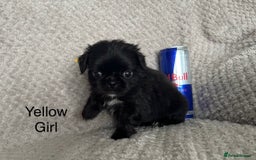 Mixed Breed dogs for sale: Tiny Pugingese pups  - Image 20
