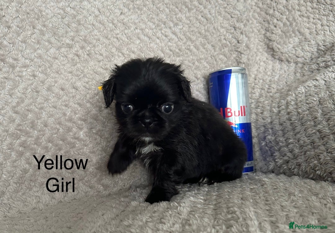 Mixed Breed dogs for sale: Tiny Pugingese pups  - Image 20