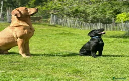 Labrador Retriever dogs for stud: Labrador retriever at Stud  in Blaydon-on-Tyne - Image 11