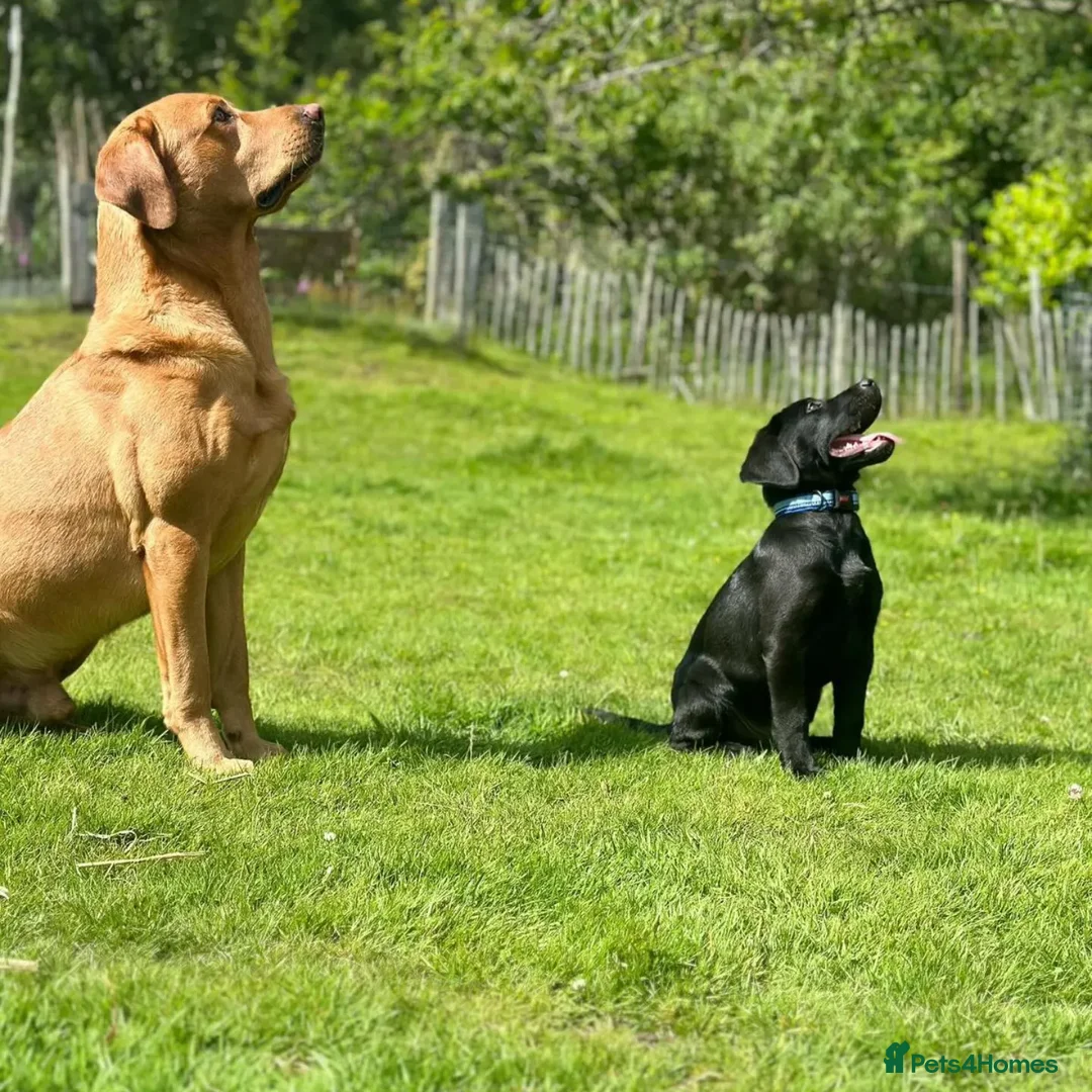 Labrador Retriever dogs for stud: Labrador retriever at Stud  in Blaydon-on-Tyne - Advert 10
