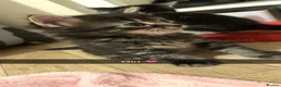 Mixed Breed cats for sale: Kittens  - Advert 3