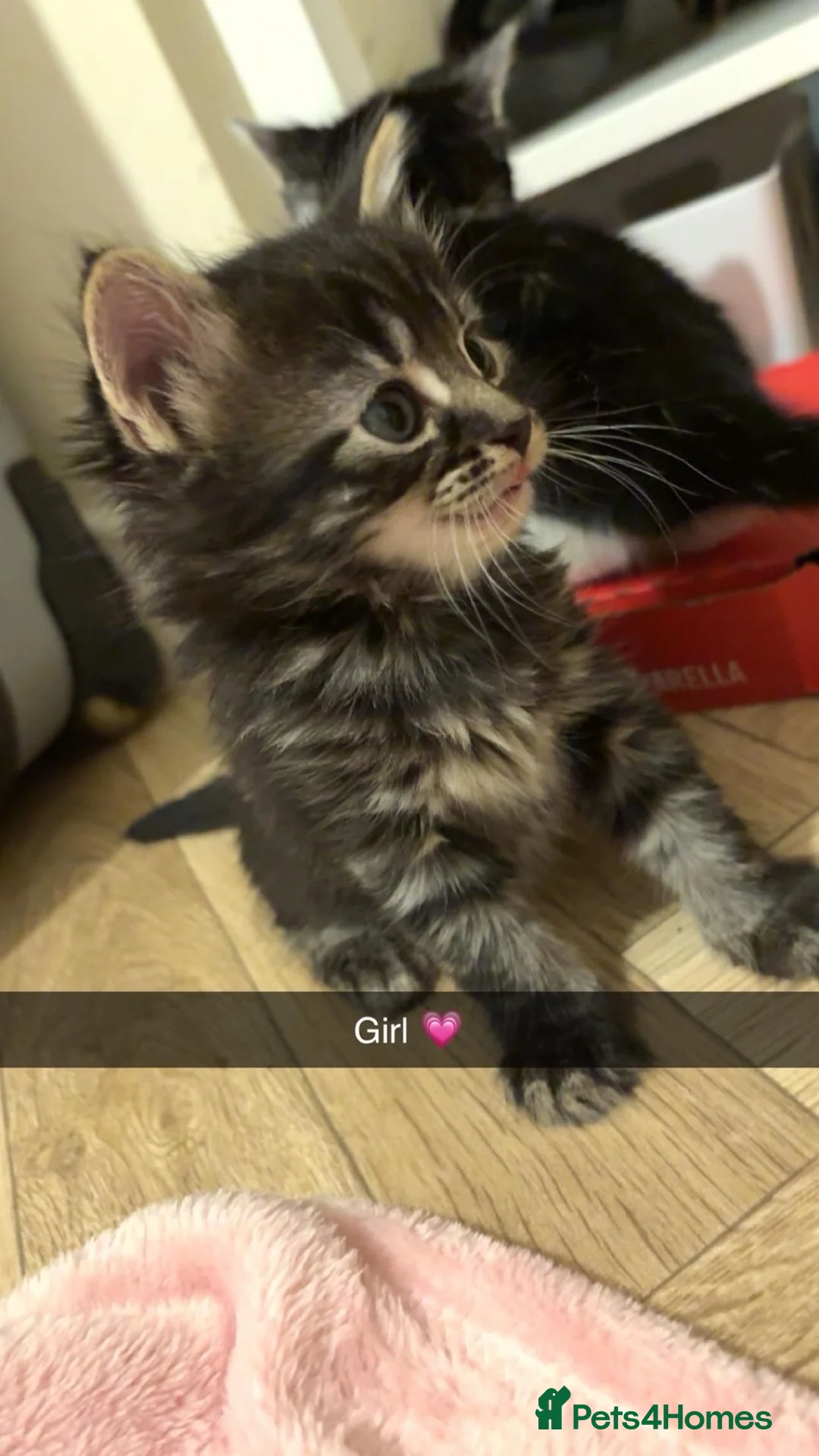 Mixed Breed cats for sale: Kittens  - Advert 3