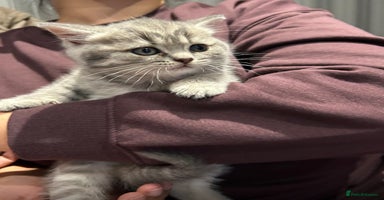 British Shorthair cats - Advert 13