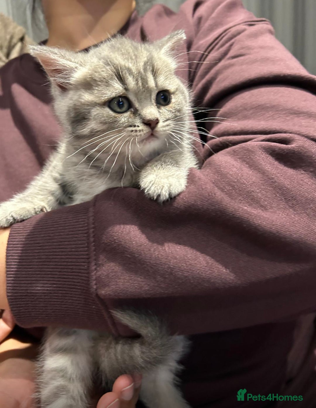 British Shorthair cats for sale: Gorgeous British shorthair kittens  - Advert 3