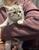 British Shorthair cats - Advert 13