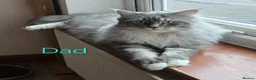 Maine Coon cats for sale: 7 Gorgeous Maine Coon kittens. - Advert 22