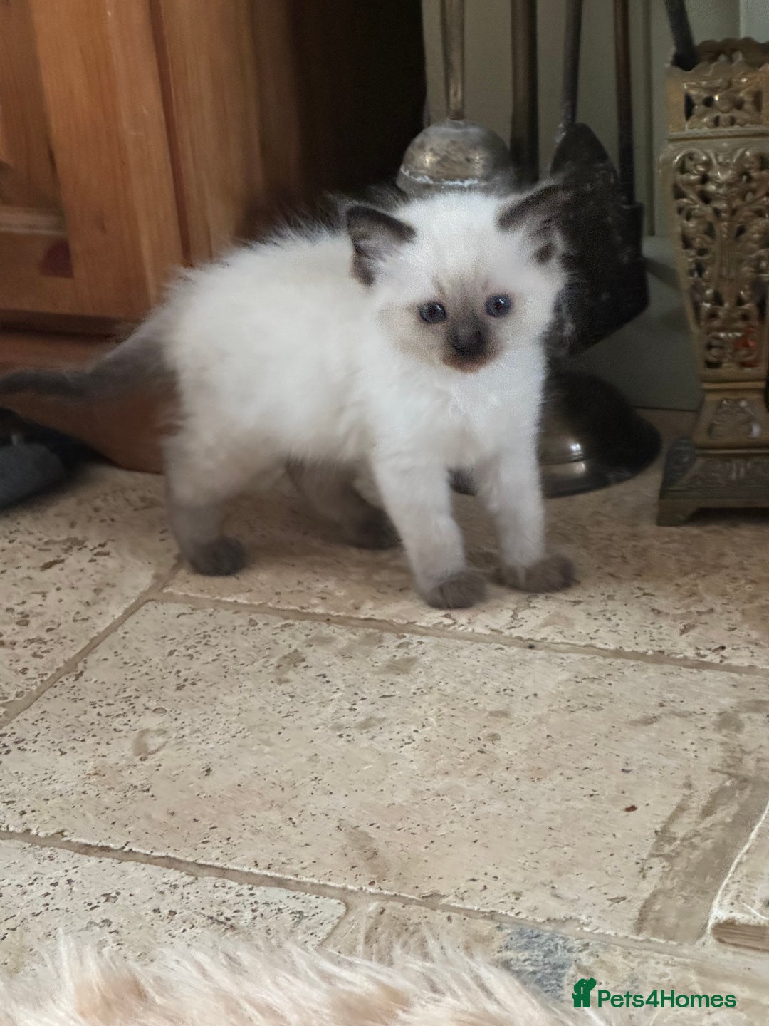 Ragdoll cats for sale: ⭐️ DNA tested Ragdoll female ready 1/8/25 ⭐️ in Loughborough - Image 12