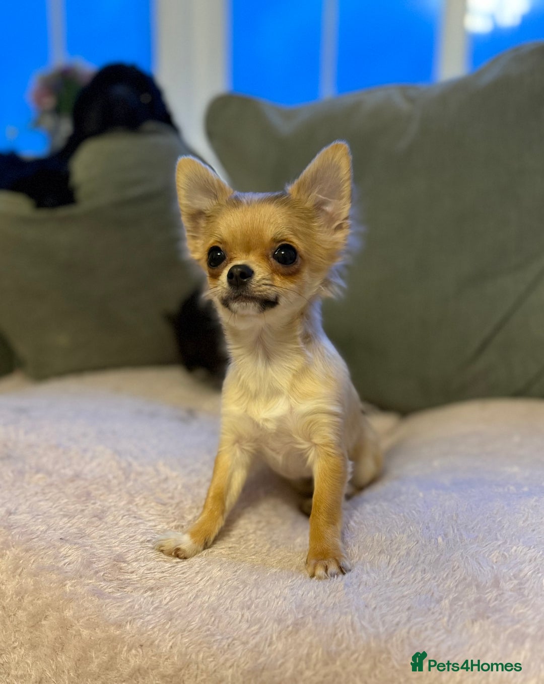 Chihuahua dogs for sale: Last show quality KC long coat Boy  - Advert 23