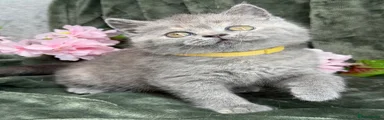 British Shorthair 2