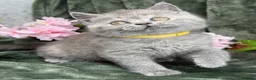 British Shorthair cats for sale: Blue torte chunky British sh kittens TICA - Advert 9