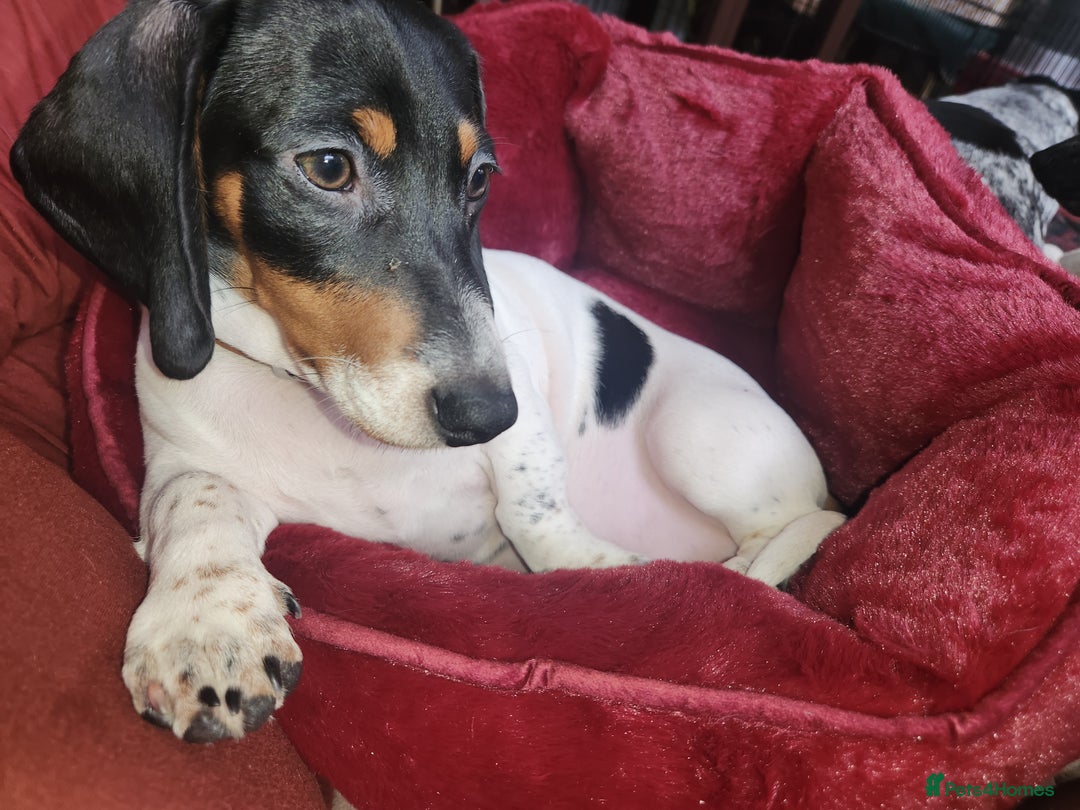 Dachshund dogs for sale:  **  sale of rear Dachshund Puppies  - Advert 26