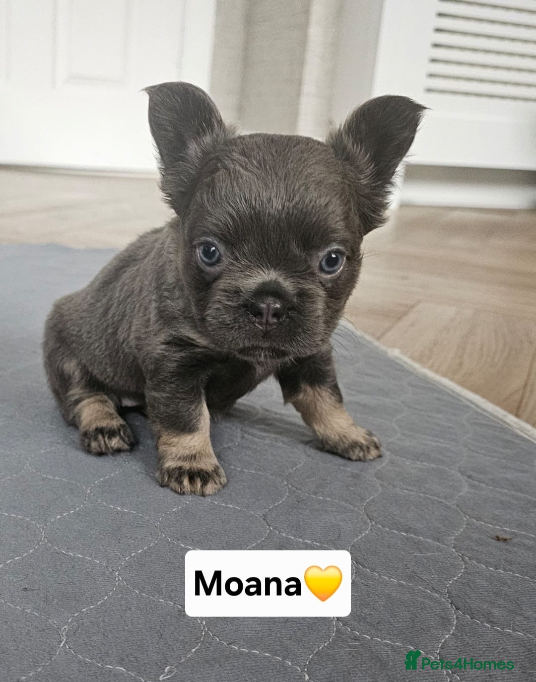 French Bulldog dogs for sale: French bulldog pups - Image 7