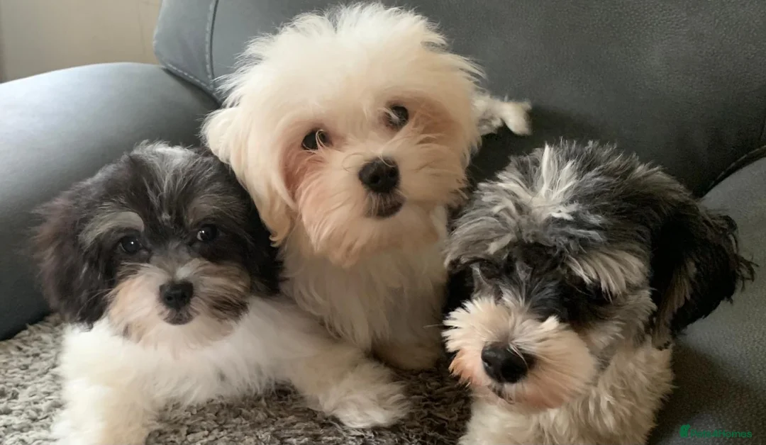 Maltese dogs for sale: Beautiful white boy - Advert 1