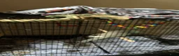 Parakeets birds for sale: Kakariki in Bolton - Advert 2