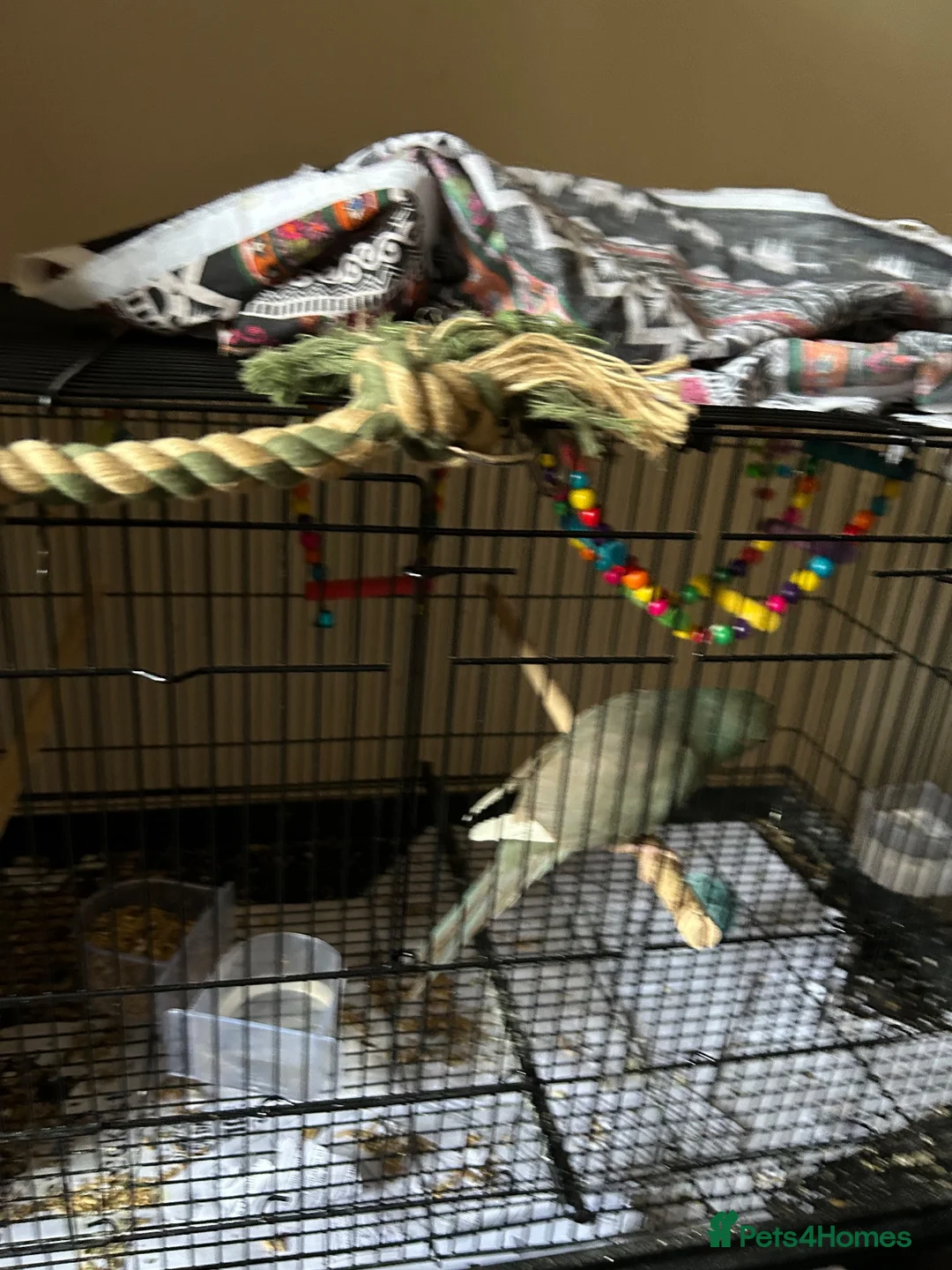 Parakeets birds for sale: Kakariki in Bolton - Advert 2