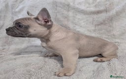 French Bulldog dogs for sale: French Bulldog Puppies - Image 5