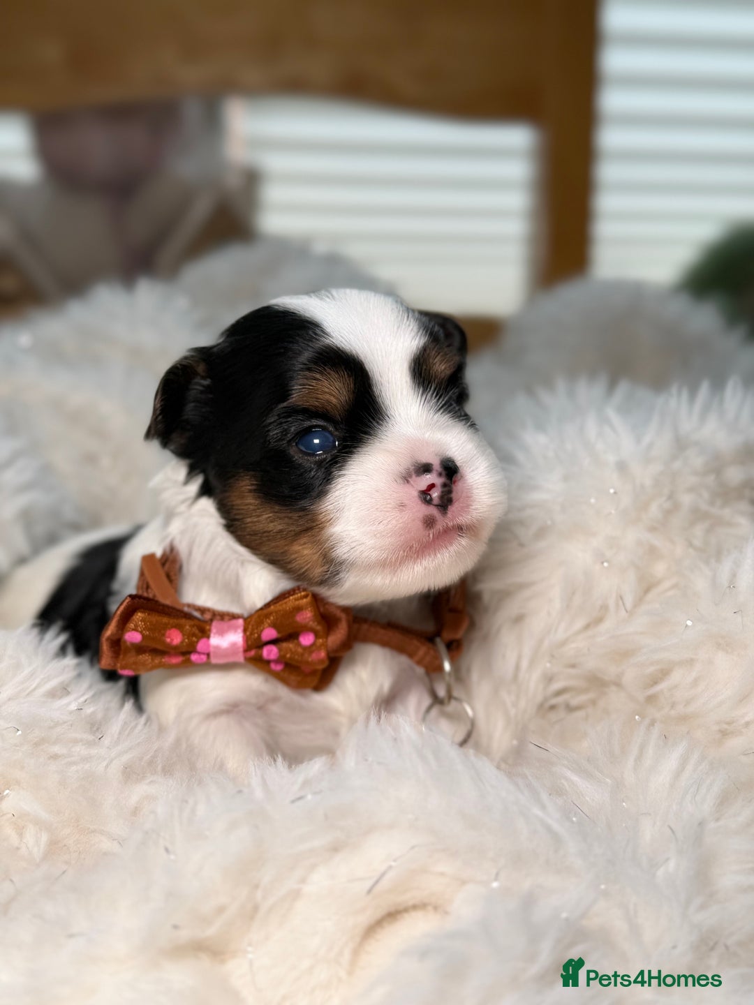 Yorkshire Terrier dogs for sale: BIEWER YORKIE PUPPIES 4 Available Licensed Breeder - Advert 16