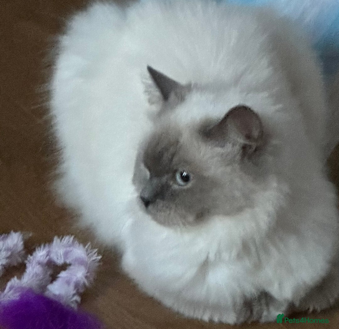 Ragdoll cats for sale: Beautiful Sealpoint Ragdoll For Sale - Image 3