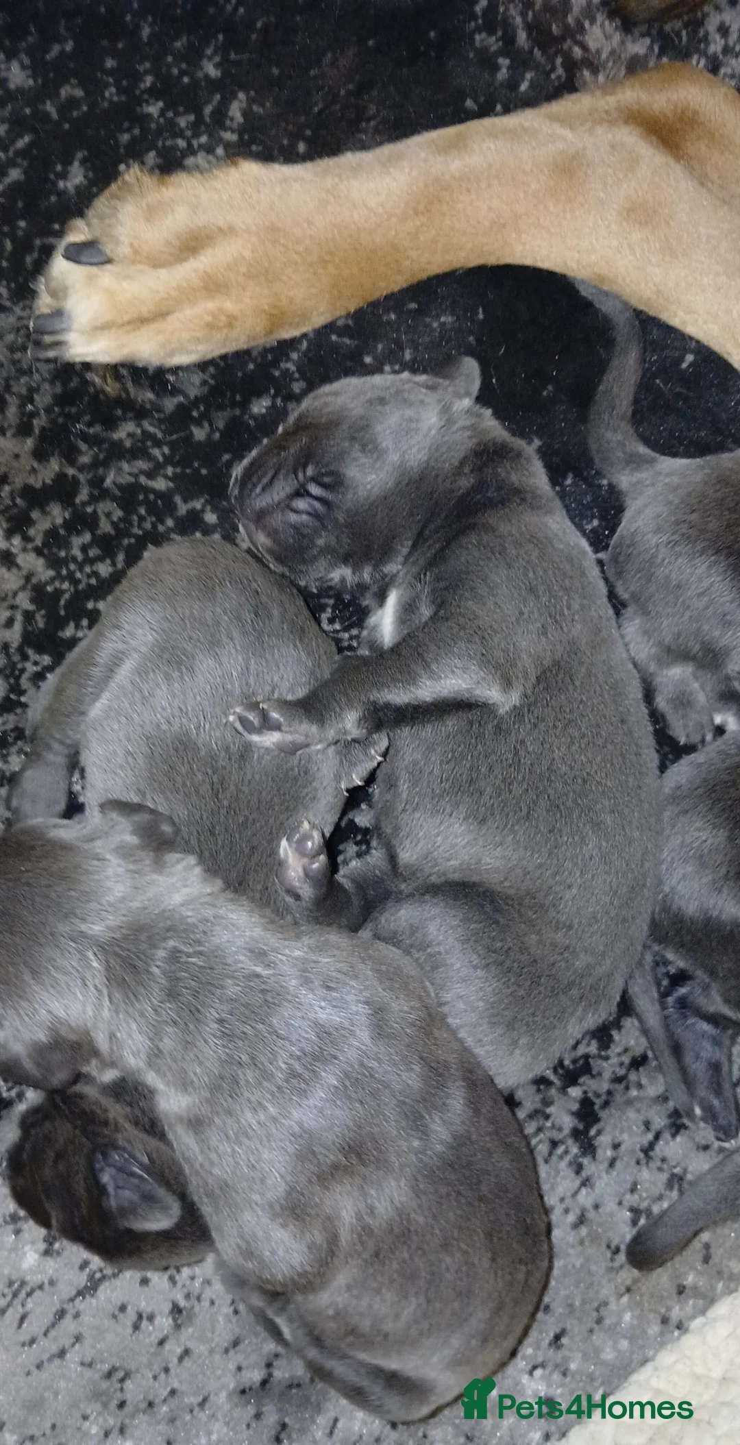 Cane Corso dogs for sale: Pure bred blue cane corso puppies for sale  - Advert 21
