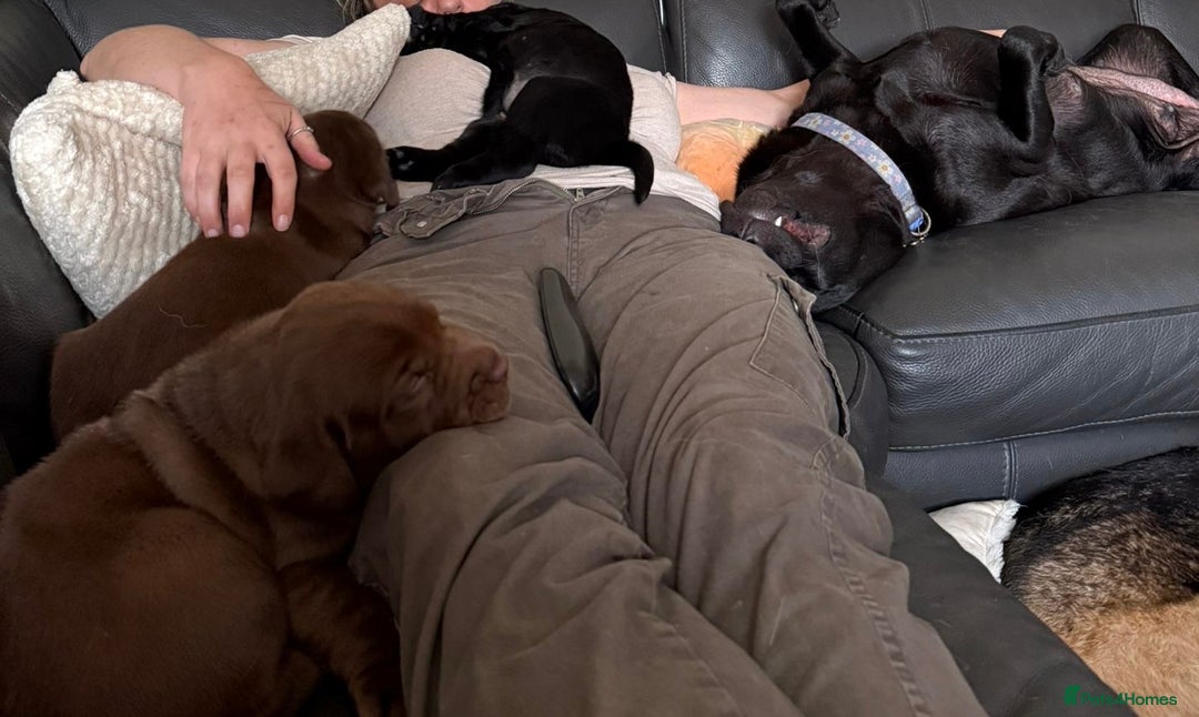 Labrador Retriever dogs for sale: 1 beautiful KC chunky show chocolate boy 4 wks - Image 5
