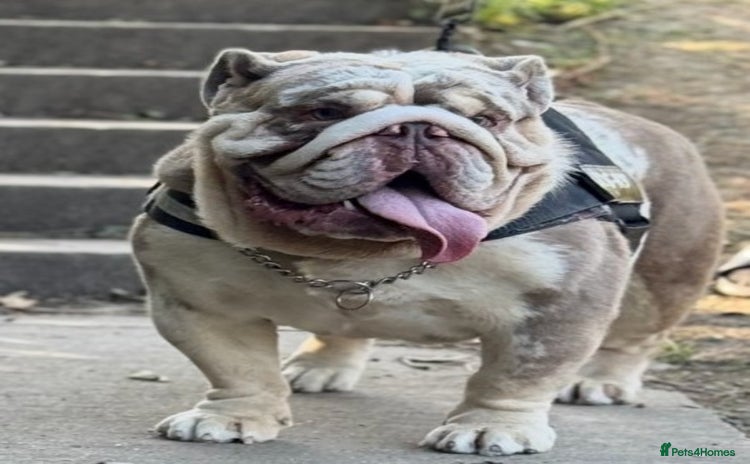 English Bulldog dogs - Advert 1