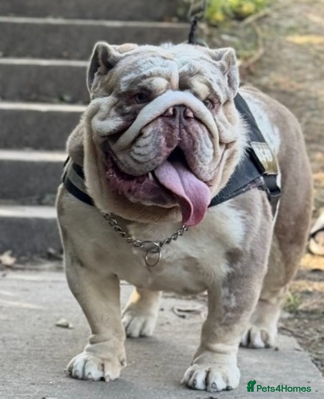 English Bulldog dogs for sale: Male English bulldog  - Image 1