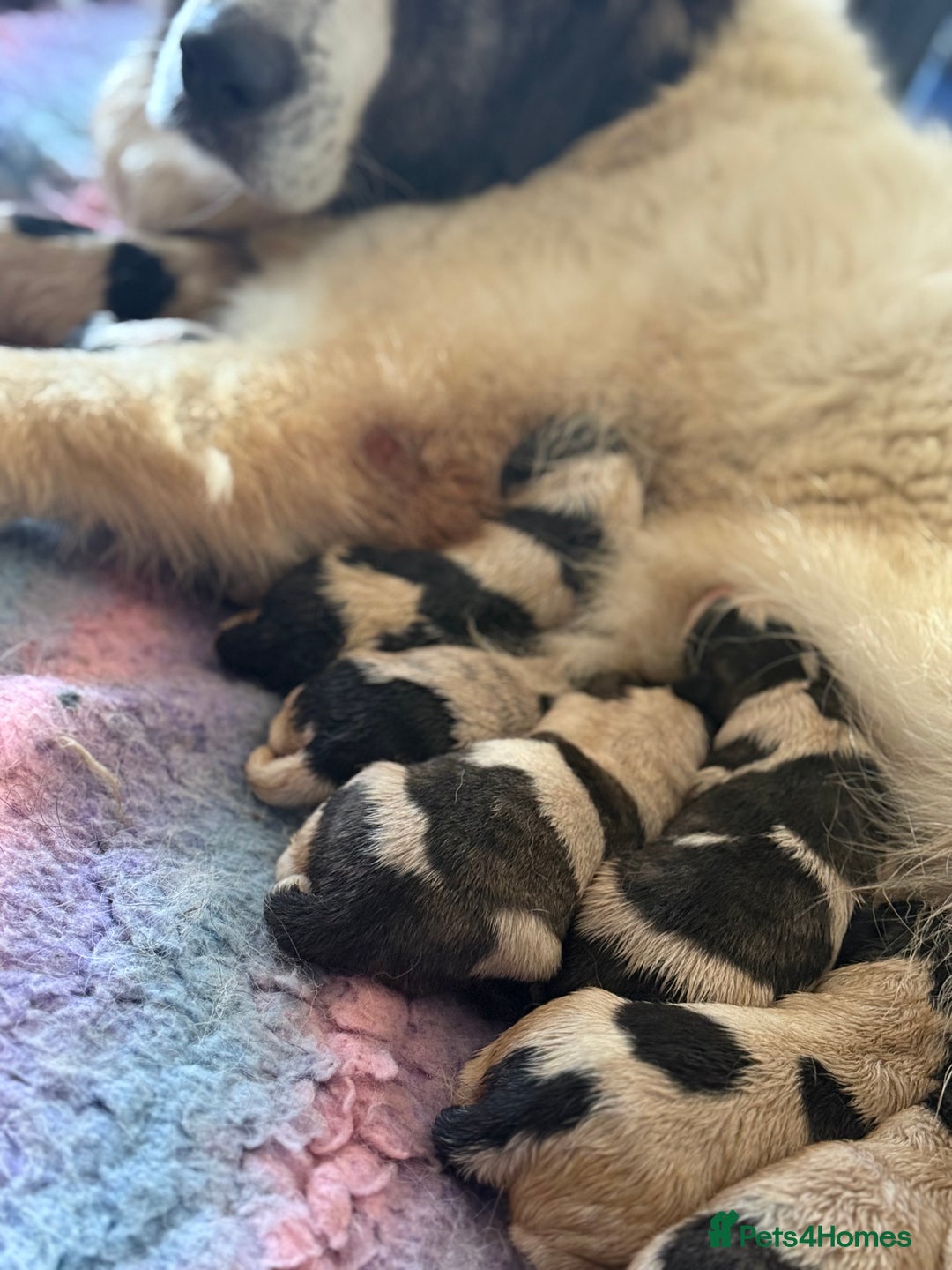 Pyrenean Mastiff dogs for sale: KC registered Pyrenean Mastiffs - Image 12