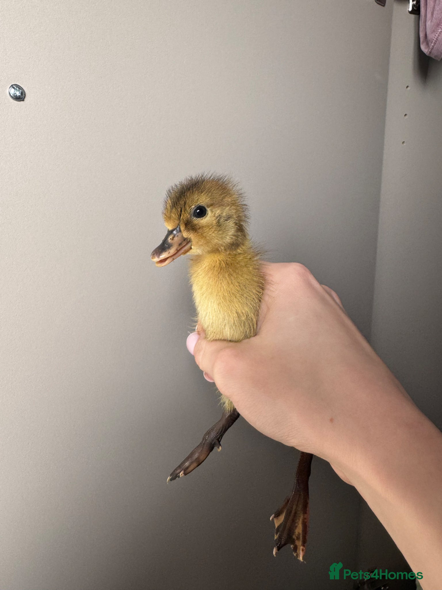 Ducks poultry Indian Runner Ducklings - rolling advert  - Advert 21