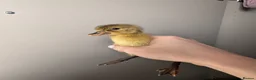 Ducks poultry for sale: Indian Runner Ducklings - rolling advert  - Advert 1