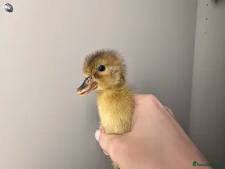 Ducks poultry Indian Runner Ducklings - rolling advert - Advert 21