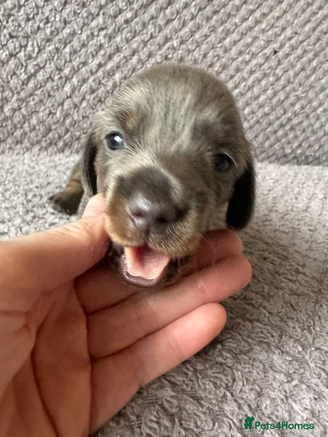 Dachshund dogs for sale: Beautiful litter of 3 KC Reg - Advert 5