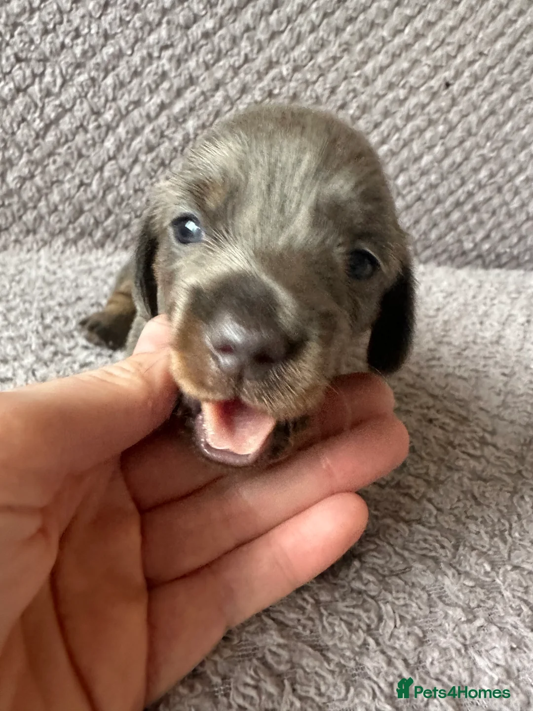 Dachshund dogs for sale: Beautiful litter of 3 KC Reg - Advert 12