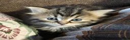 Persian cats for sale: Persian x maincoon  - Advert 1