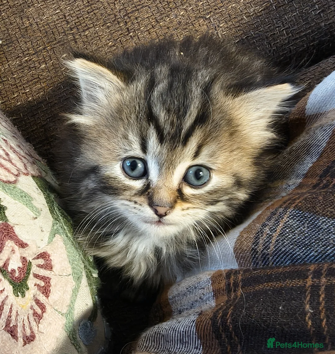Persian cats for sale: Persian x maincoon  - Advert 1