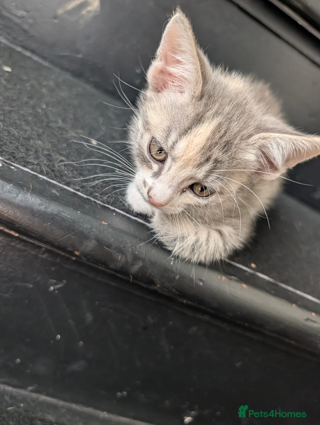 Mixed Breed cats for sale: 5 mixed breed kittens ready for new homes  - Advert 2