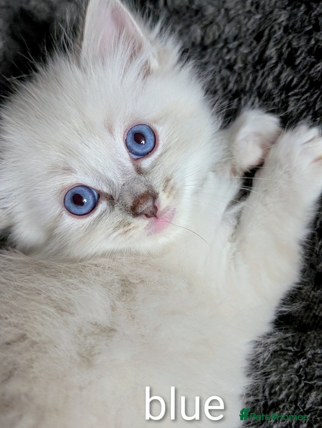 Ragdoll cats for sale: Stunning fluffy show quality ragdolls  - Image 12