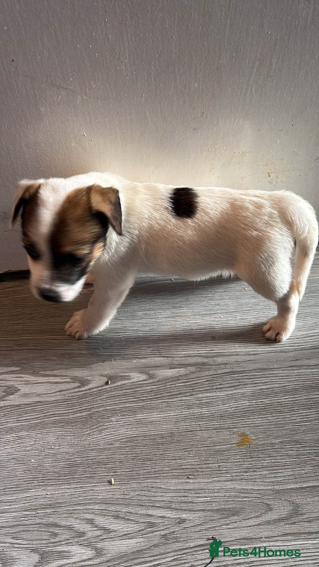 Jack Russell dogs for sale: 3 stunning Jack Russell’s  - Image 13