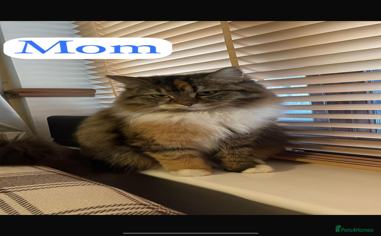 Persian cats - Advert 1
