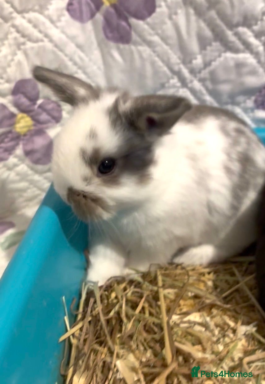 Mini Lop rabbits Baby Mini Lops (ready 19/02)  - Advert 20